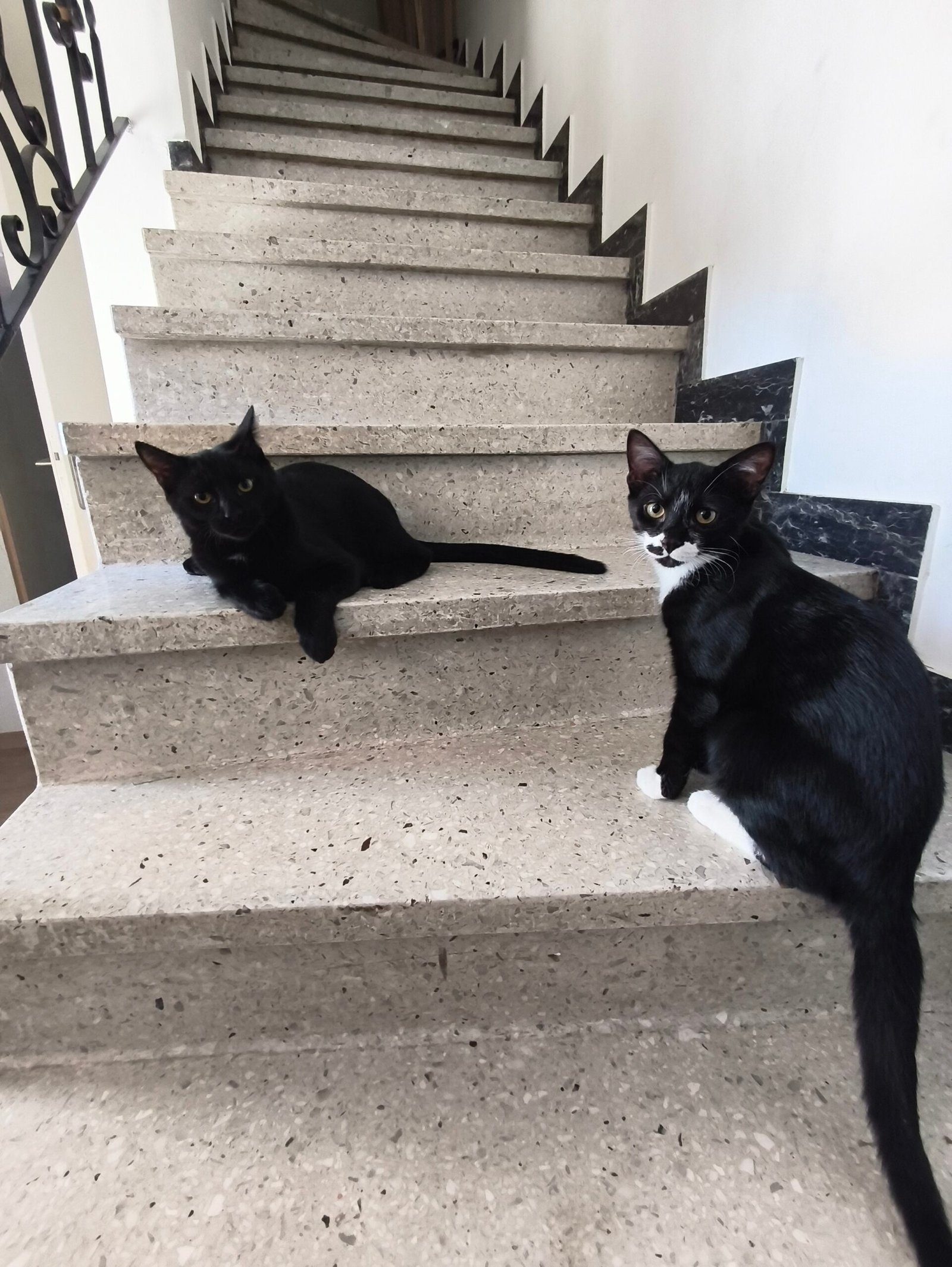 Les deux chats adoptés du Lycée Alexandre Dumas